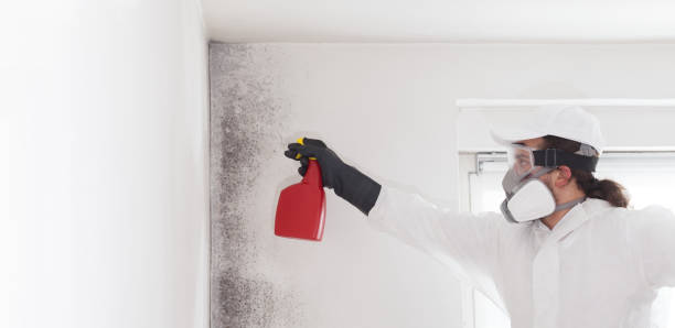 Attic Mold Removal in Rio Verde, AZ