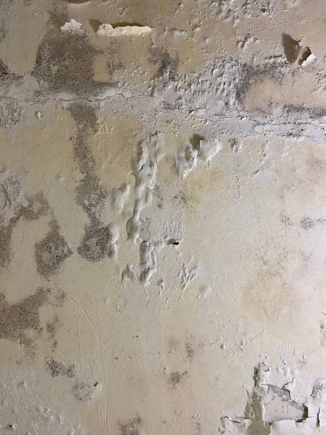 Best Mold Damage Repair  in Rio Verde, AZ